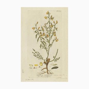 Plenck, Scotch Broom, Medicinal Plants 1788, Engraving