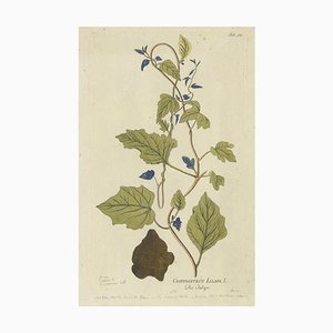 Plenck, Convolvulus Jalapa, Plantes Médicinales, 1788, Gravure