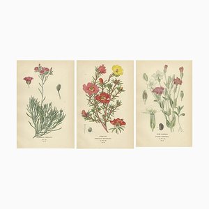 Edward Step, Ephemeral Blossoms, 1896, Estampes, Set de 3