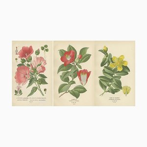 Edward Step, A Triptych of 19th-Century Floral Art, 1896, Paper, Set of 3