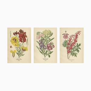 Edward Step, Victorian Botanical Triptych, 1896, Paper, Set of 3