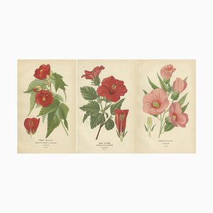 Edward Step, Horticultural Art, 1896, Paper, Set of 3