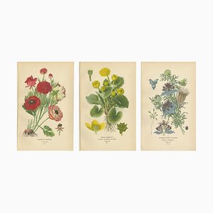 Edward Step, Victorian Botanical Selection, 1896, Paper, Set of 3