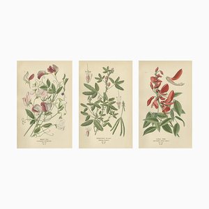 Edward Step, Triptych of Botanical Illustrations, 1896, Paper, Set of 3