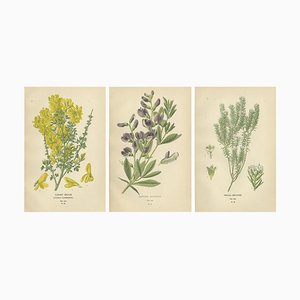 Edward Step, Botanical Triptych, 1896, Paper, Set of 3