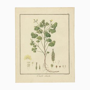 Guimpel,Yellow Wood Sorrel, Oxalis Stricta, 1819, Hand-Colored Engraving