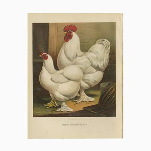 Volschau, The White Cochinchina, 1888, Lithograph