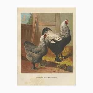 The Majestic Dark Brahma, 1888, Lithograph