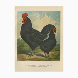 Volschau, Langshan Geflügel, 1888, Lithographie