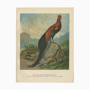 Dopo Förster, The Golden Phoenix Rooster, litografia, 1888