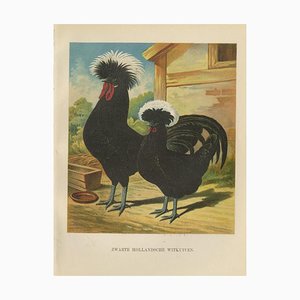 Dutch Black White-Crested Chicken, 19th Century, Paper