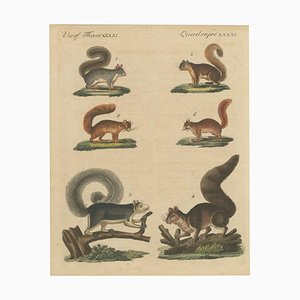 Vierf, 1800, Incisione su carta