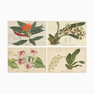 Ornithocephalus Grandiflorus, 1880, Gravures, Set de 4