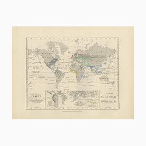 Antique Map Showing the Distribution of Plants by Johnston 1850