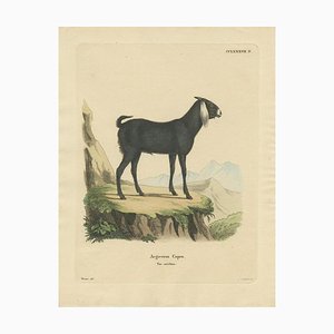 Schreber, A Goat, 1775, Print