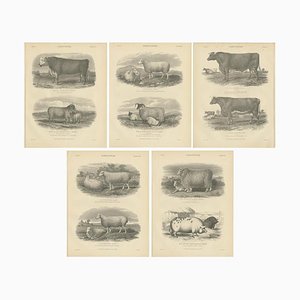 Encyclopaedia Britannica, Farm Animals, 1879, Paper, Set of 5