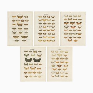 Ramann, Farfalle e falene, 1870, set di 5