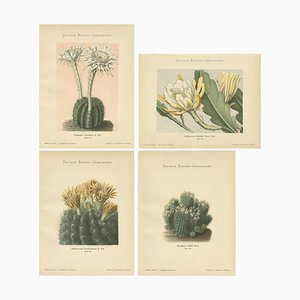 K. Schumann y M. Gürke, Cactus, 1900, Papel, Juego de 4