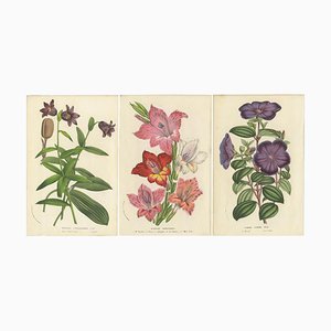 Louis van Houtte, Chocolate Lily, Gladiolus, Tibouchina Elegans, 1857, Estampes, Set de 3