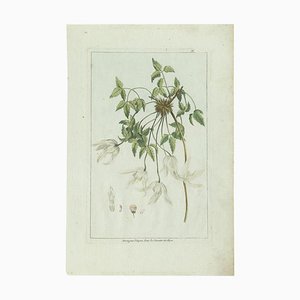 Buchoz, Clematis Species, 1785, Print