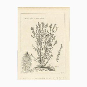 Nicolas Robert, Syrian Oregano (Origanum Syriacum), Engraving, 1676