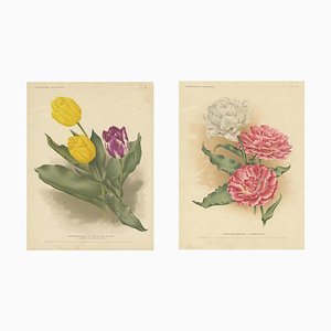 Charles Dickens & Obelisque, Hyacinths, 1900, Prints, Set of 2