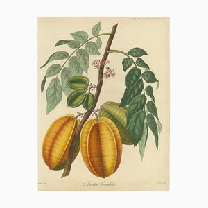 Averrhoa Carambola Fruit, 1835, Papier