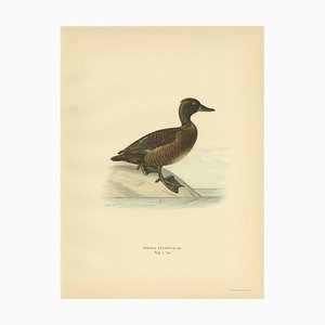 Von Wright, Female Tufted Duck, 1929, Paper