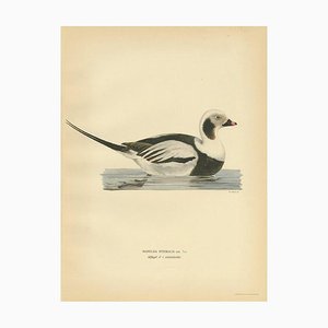 Von Wright, Männliche Langschwanz-Ente, 1929, Papier