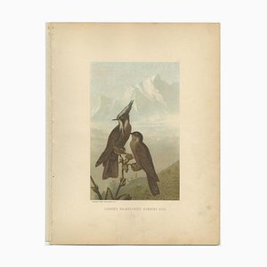Prang, Bearded Helmetcrests, 1898, Paper