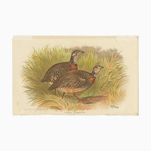 Hume & Marshall, Malayan Wood Partridge, 1879, Paper