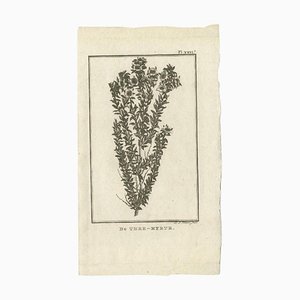 Cook, Myrtus ou Myrtle Plant, 1803, Papier