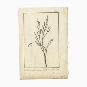 Cook, Pinus Nigra, 1803, Paper