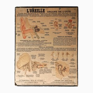 Póster didáctico L'Oreille vintage de Emile Deyrolle, París, Francia, años 50