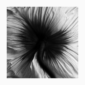 Ugne Pouwell, Navel of the Dream, 2025, Photogrpahy, Limited Edition 20