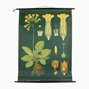 Póster botánico vintage grande, años 50