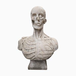 Italian Artist, Hand-Carved Anatomical Bust, 20th Century, Marble