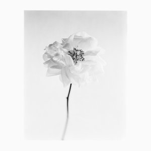 Ugne Pouwell, Peony No.12, 2025, Photographie, Edition 20