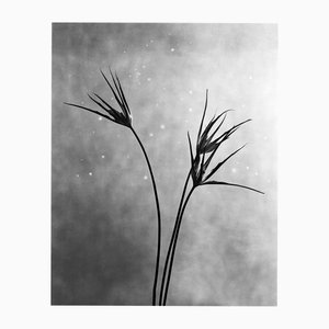 Ugne Pouwell, Cornuta, 2025, Fotografía, Edición 10