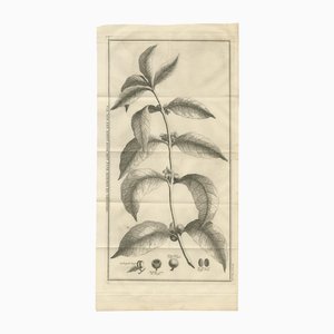 Coffee Plant, 1737, Paper