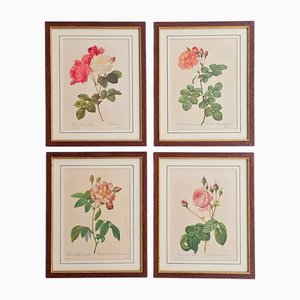 After Pierre-Joseph Redouté, Roses, 1950s, Gravures, Encadré, Set de 4