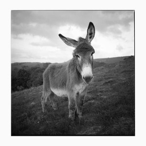Paul Cooklin, Barnaby the Donkey, Fotografia di gelatina d'argento, Edizione 2/10