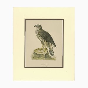 Astore, 1917, litografia