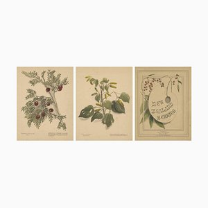 Harris, New Zealand Botanical Studies with Miro & Kawakawa, Hand-Colored Lithographs, 1890, Set of 3