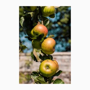 Guy Sargent, Apples, Archival Pigment Print