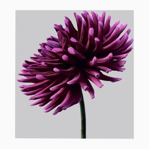 Philip Gatward, Dahlia 3, Archival Pigment Print