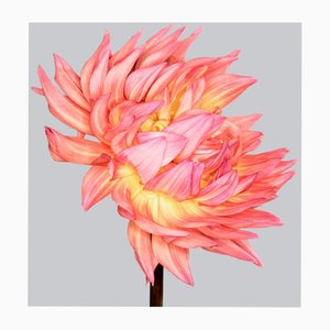 Philip Gatward, Dahlia 4, Archival Pigment Print