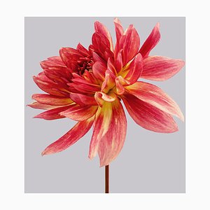 Philip Gatward, Dahlia 6, Archival Pigment Print