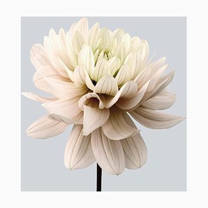 Philip Gatward, Dahlia 8, Archival Pigment Print