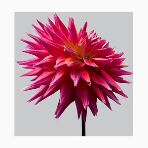 Philip Gatward, Dahlia 10, Archival Pigment Print